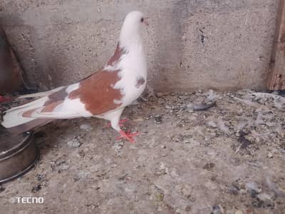 pigeon for sale
