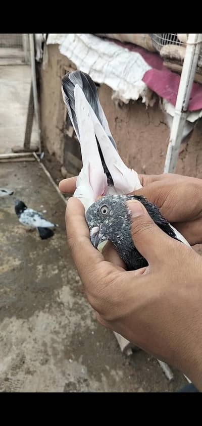 teedy *golden* frospurii * piplan wala*  and more other birds