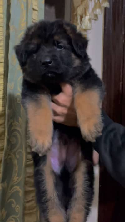 German shepherd male long coat pup 40 days