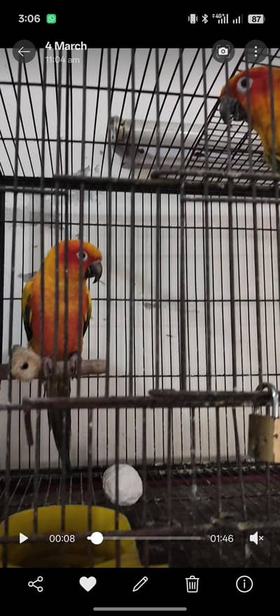 sun conure breeder pair for sale