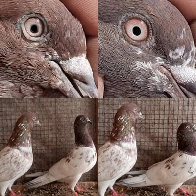 5 breeder pair for sale