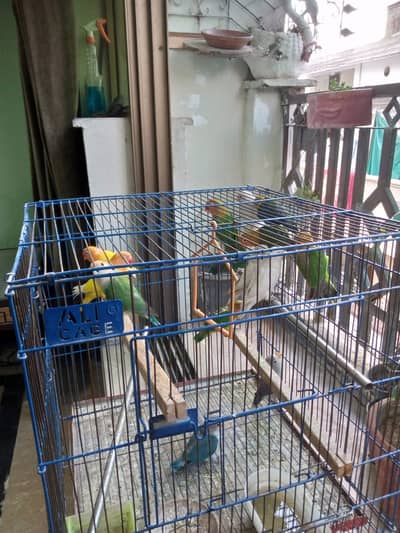 Beautiful 11 Love birds for sale in a deal of 10000 rs
