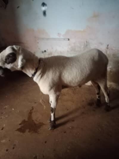 3 dhumbe larkana mundra for sale urgent 3 dhumbe larkana mundra for sale urgent