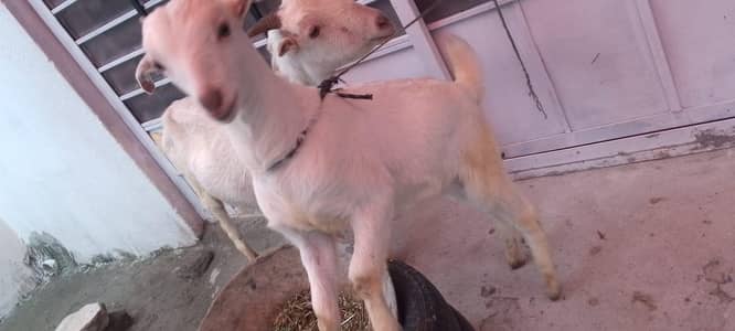 Russian tedy female and male