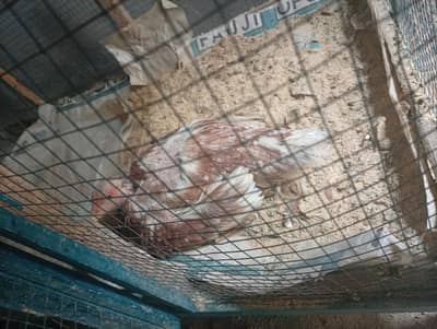 2 aseel murgiyan aur 1 aseel murga