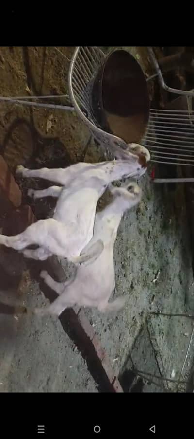 Male Female Goat Pair