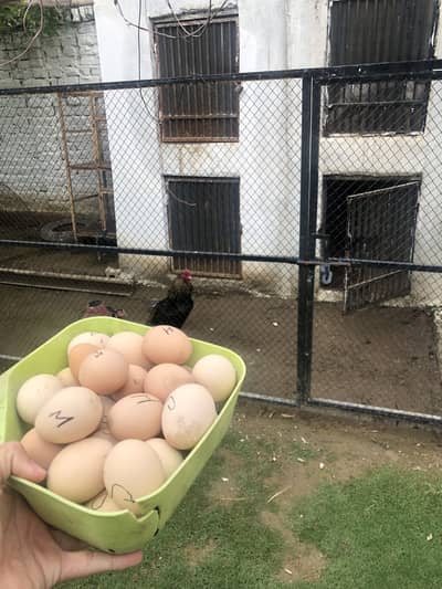 Top quality aseel eggs heera & mushka