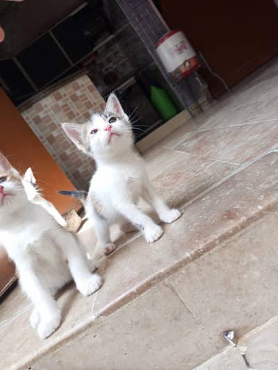 cute healthy kittens