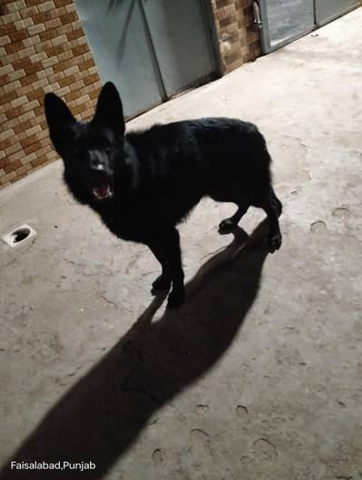 Garman shaft dog pink padigree