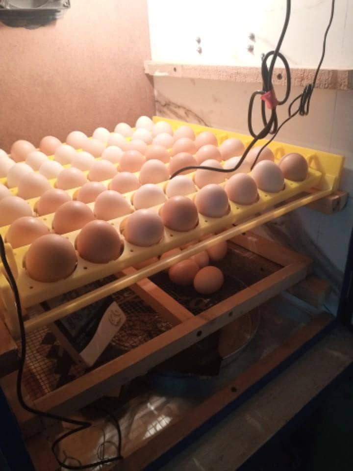 Egg Hatching 50/ egg 1