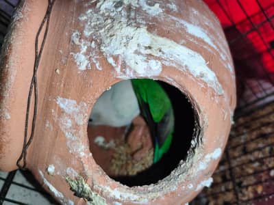 Lovebirds & Cockatiels Complete Setup | Breeding Pairs with Eggs