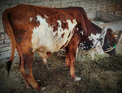 Desi Wacha Bachra in cheap rate available in lodhran