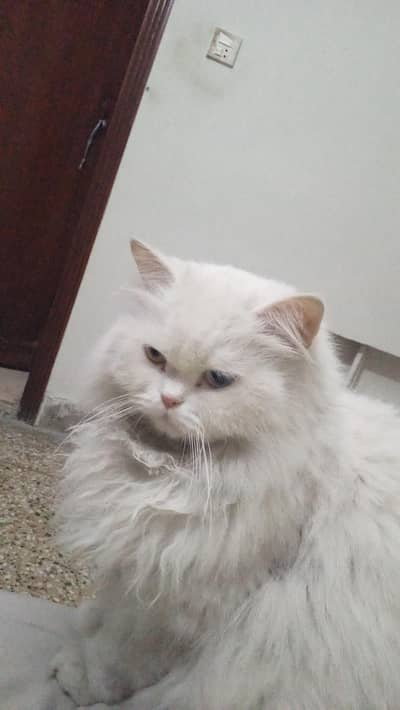 spayed female cat persian