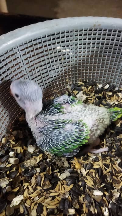Green Parrot Chicks Age  20 days For Sale