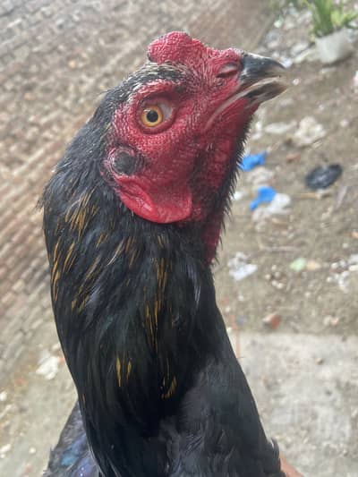 Good health and active