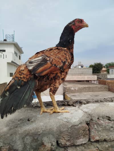 pure blood miawali aseel female