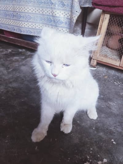 White Persian mal Cat (Blue Eyes) – Adult & Healthy