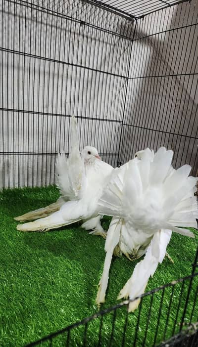 American breeder pairs