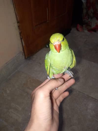 Hand tame for sale 03288104963