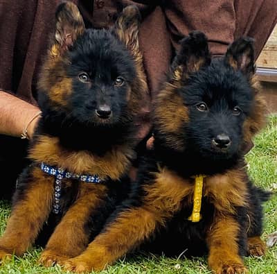 German Shepherd pair | long coat | GSD | German Shepherd puppies