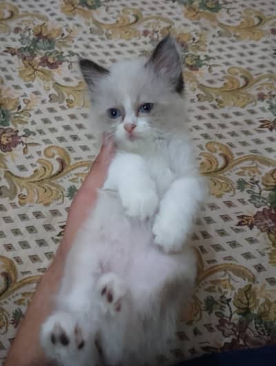 Cat baby contact on WhatsApp 03487376535