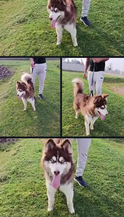 healthy Siberian husky breeder pair