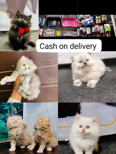Home delivery Parshion punch face kitten cat male female