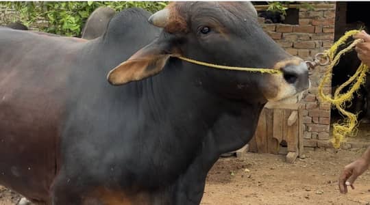 Bail for qurbani 2 teeth