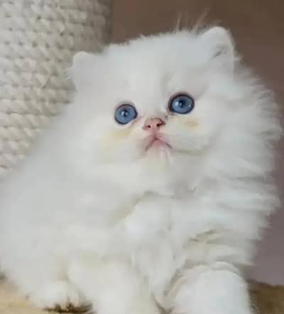 Persian female kitten for sale delivery available all Pakistan