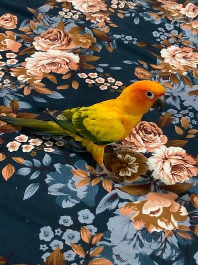 Sun Conure