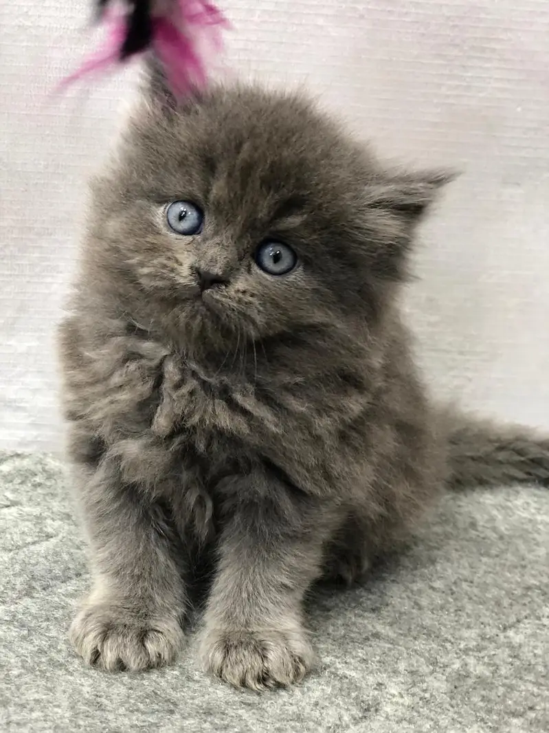 Home delivery Parshion punch face kitten cat male female