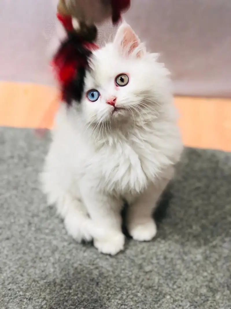 Home delivery Parshion punch face kitten cat male female — photo 6
