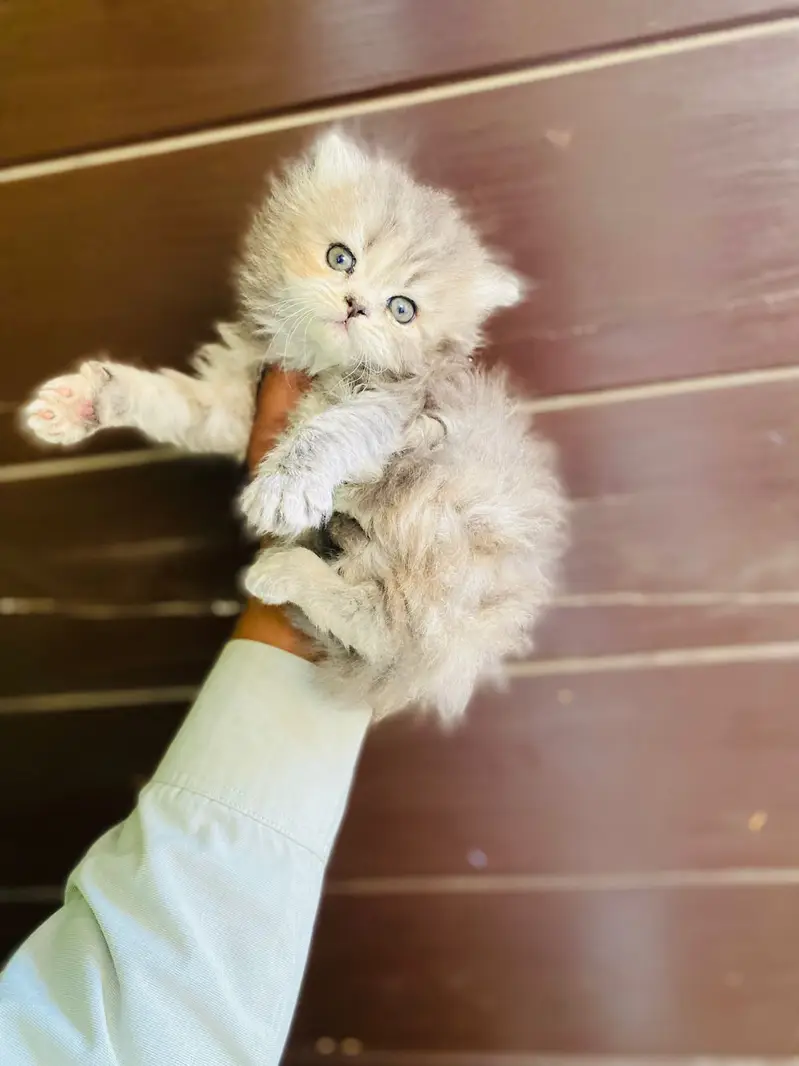 Home delivery Parshion punch face kitten cat male female — photo 7