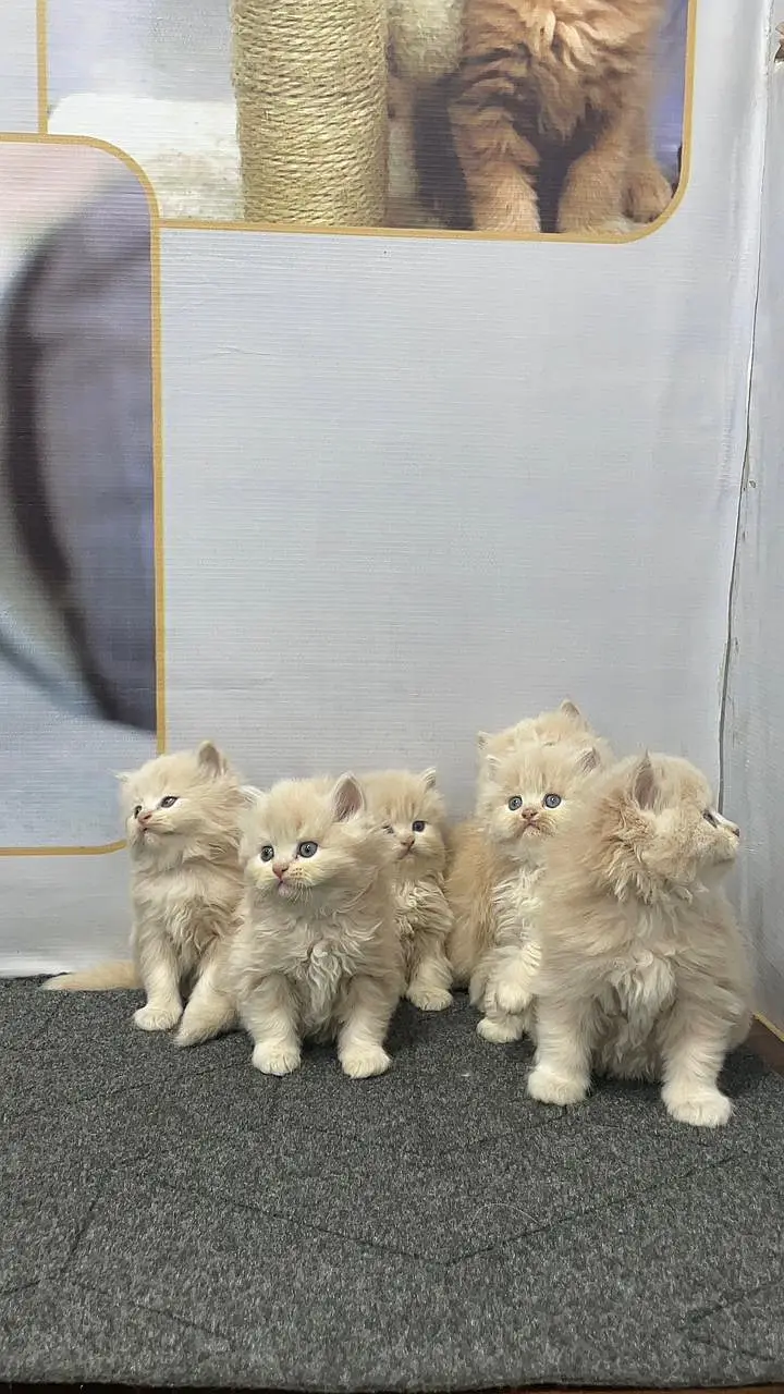 Home delivery Parshion punch face kitten cat male female — photo 10