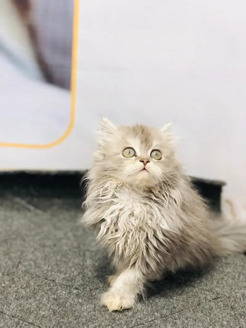Home delivery Parshion punch face kitten cat male female — photo 11