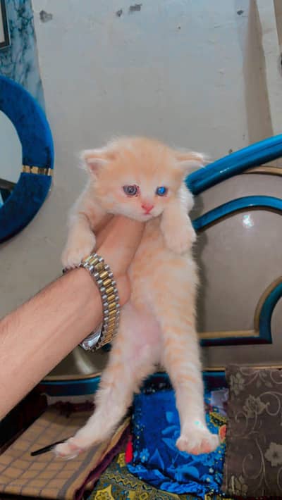 Persian kittens