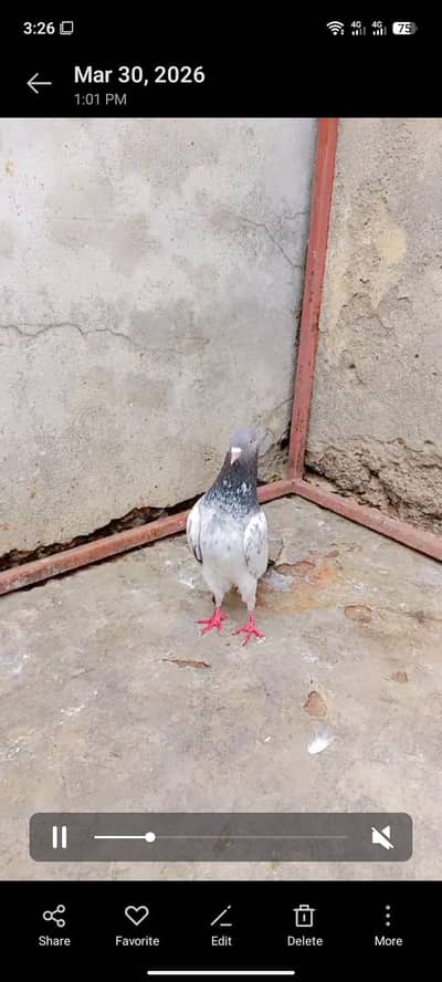 pigeon