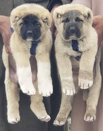Turkish kangal male female available