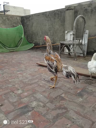 Aseel Shamo Heera Madi