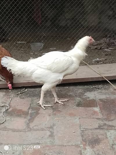 Aseel Shamo Heera Madi