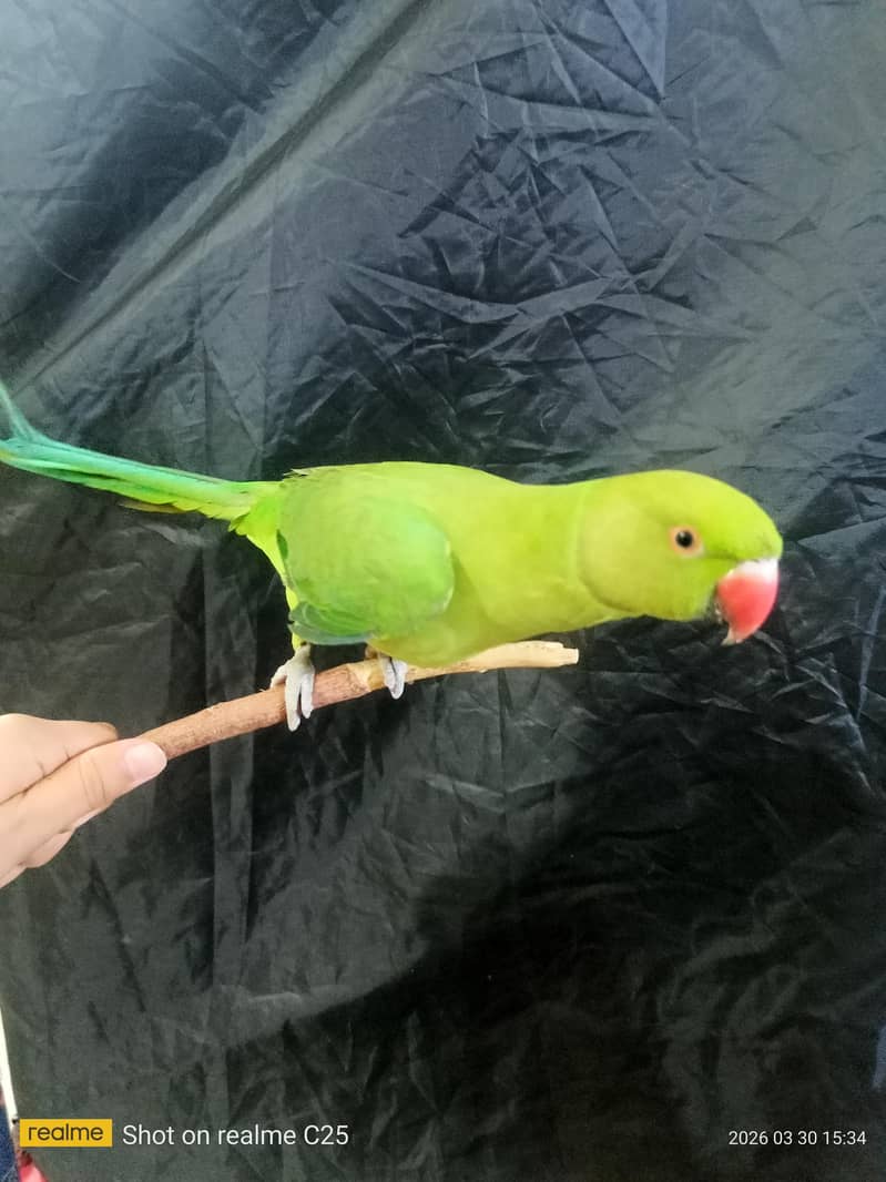 parrot 1