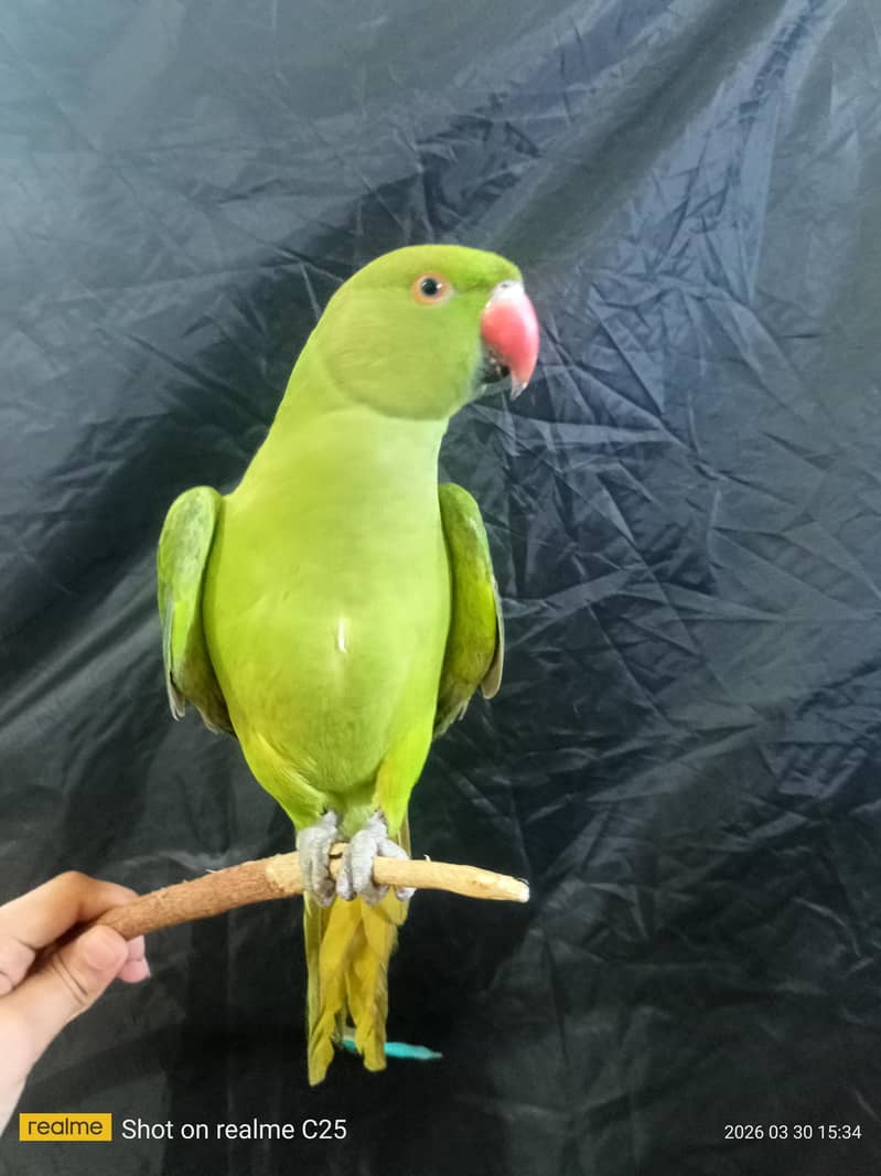 parrot 2