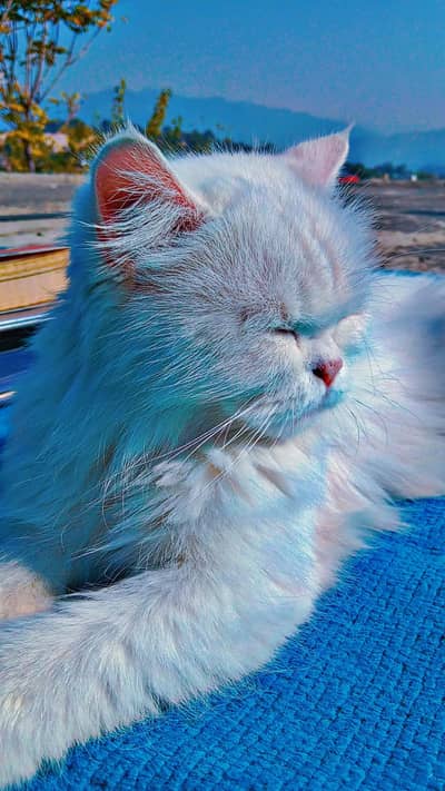 Persion pure white cat avalible for sale