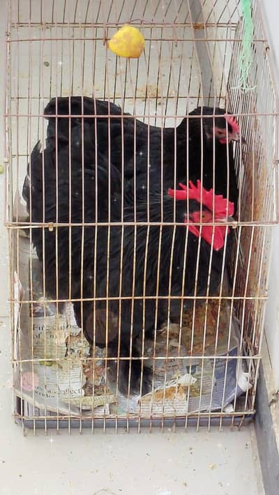 paon par hairs wale murga murgi hain