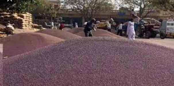 Canola seeds and Canola oil for sale