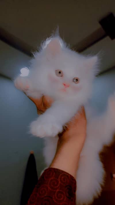 Persian kittens Available White color Available