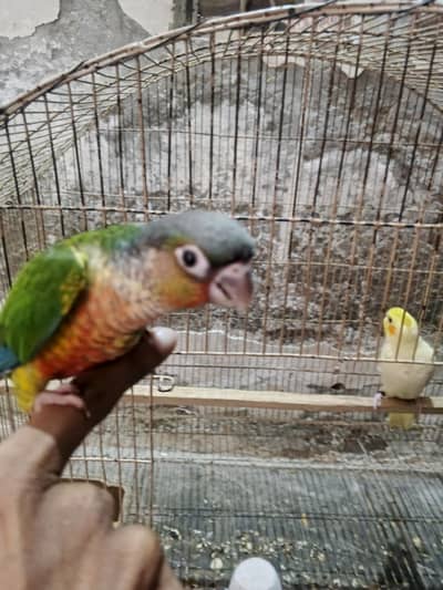 conure or cocktail hand tame zero bite