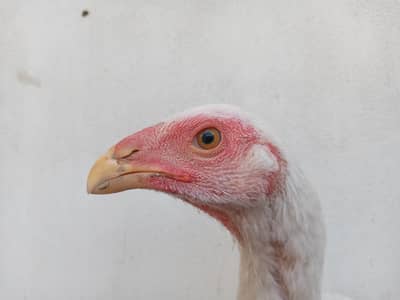 White Shamo Male Available age 3 months