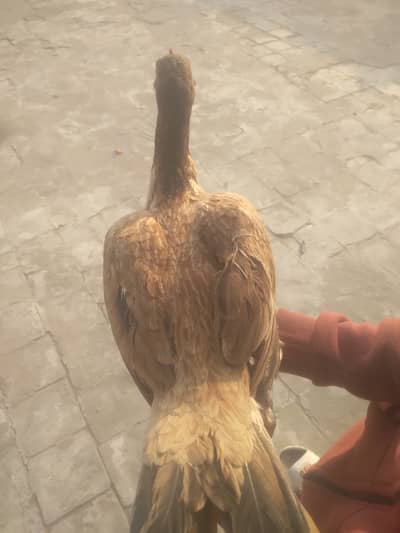 Hight Quailty Aseel Murge