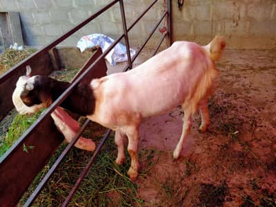 4 Female sale for contact